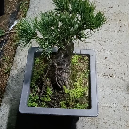 矮霸老桩盆景实物