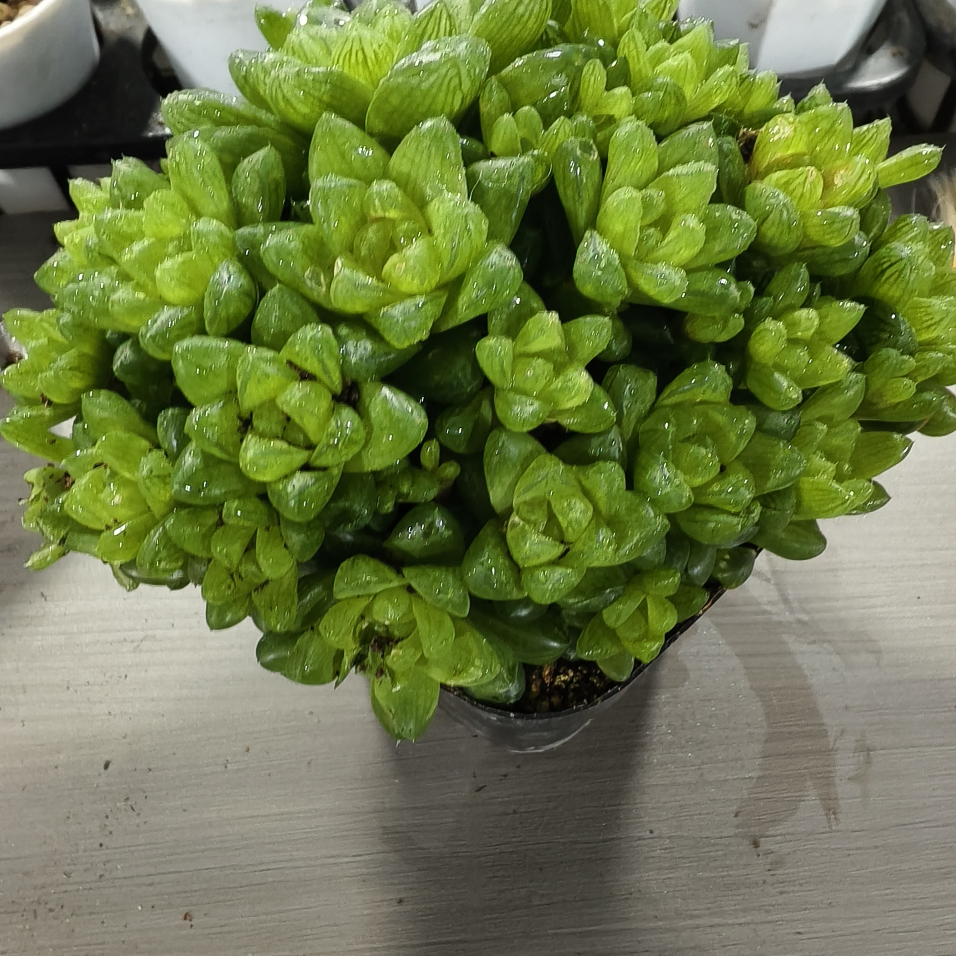 母本多头大群草玉露一物一拍十二卷植物