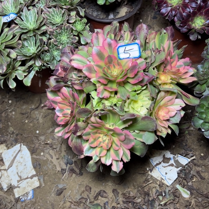 多肉植物洛神法师5