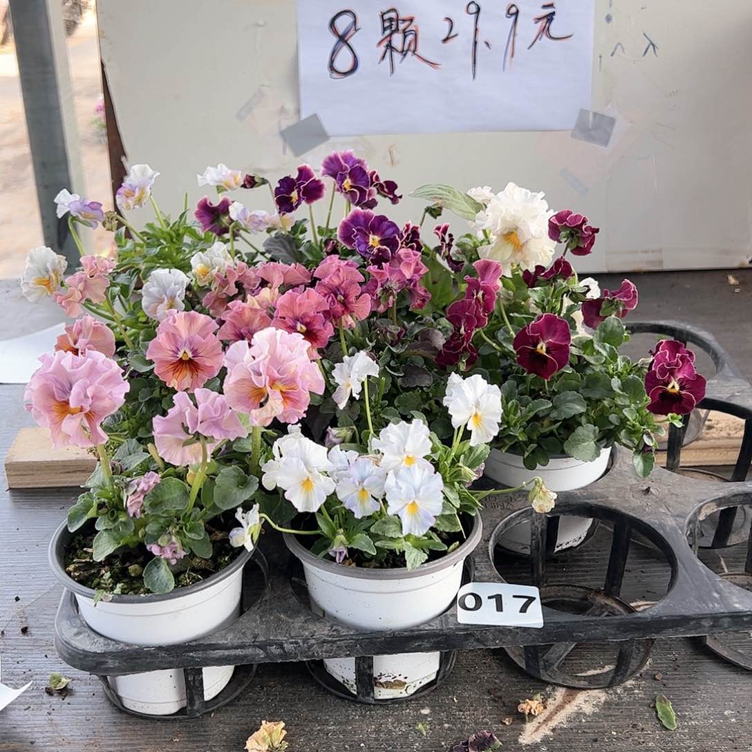 【闪购商品】017号