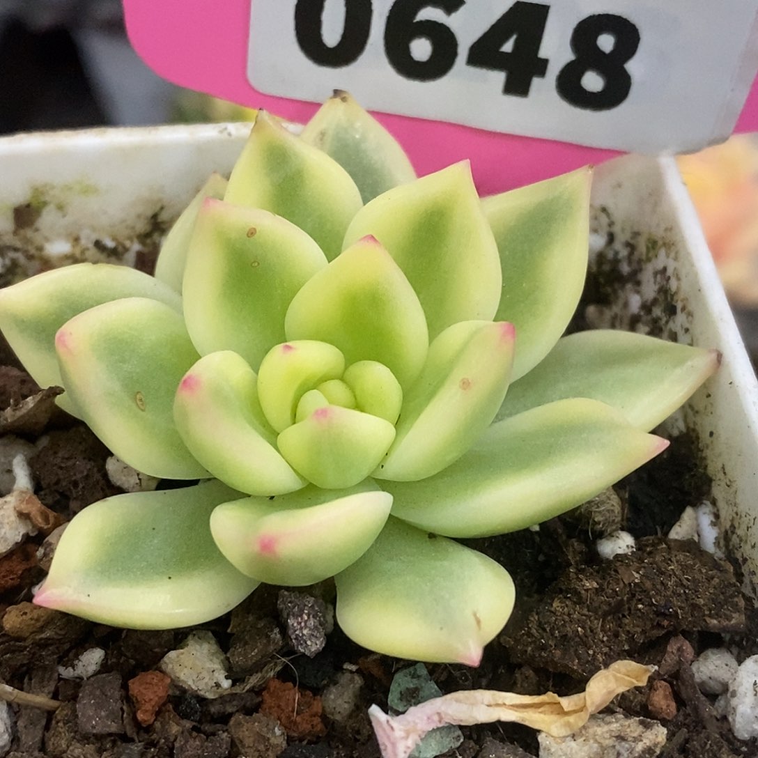L***648周末福利哈哈哈哈