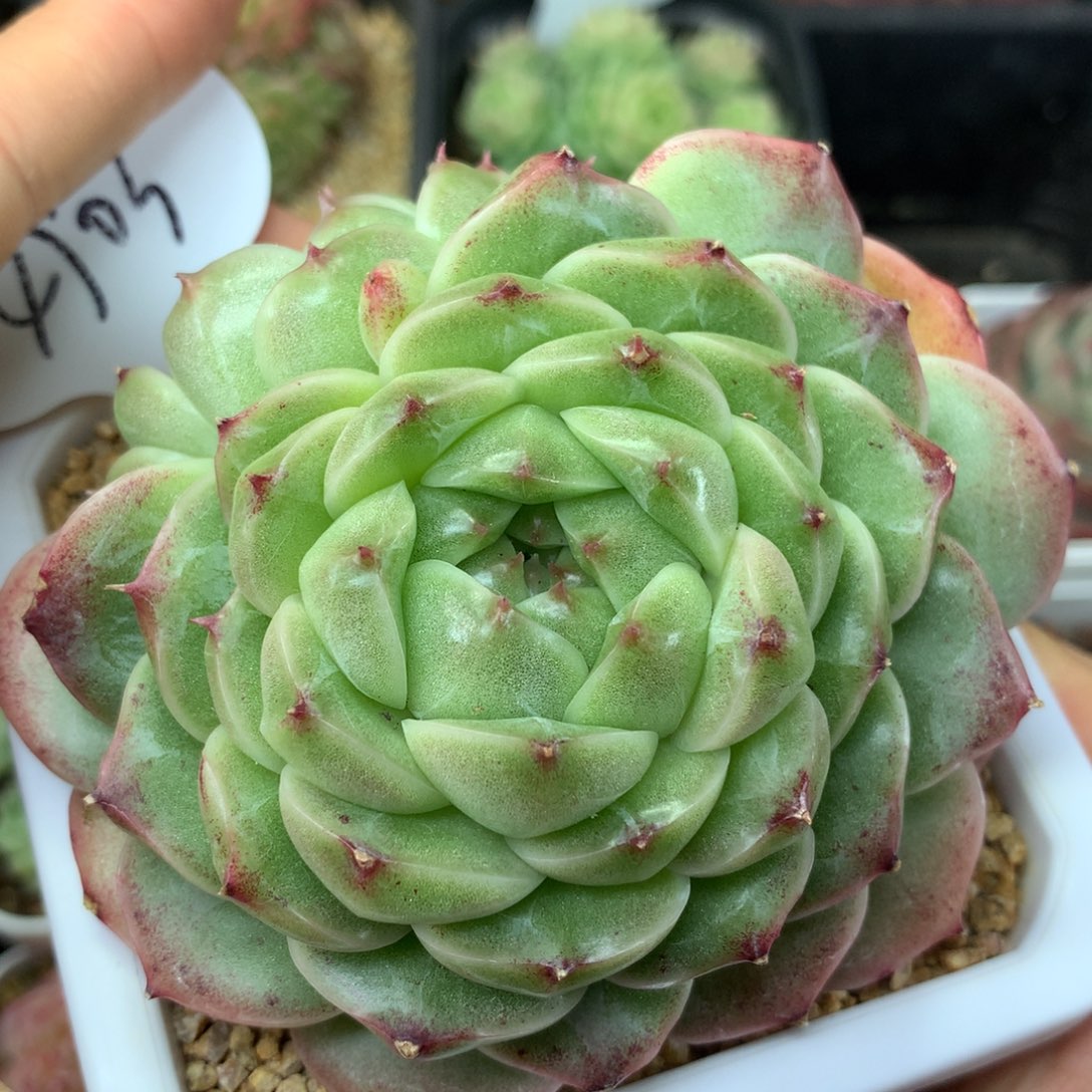 翡冷翠麦秆群4903