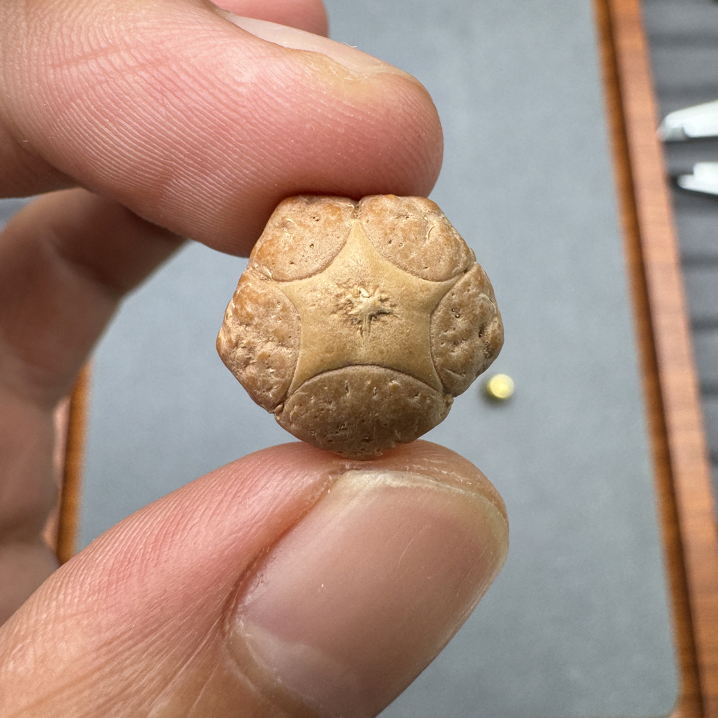 精品16+五星上将菩提凤眼菩提三通佛头，非质量问题开孔不退