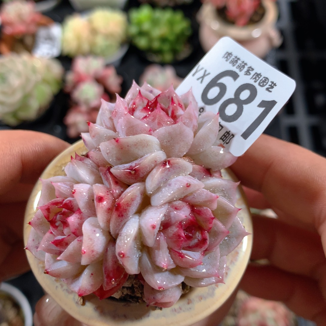 5CM拇指盆精控多肉YX681