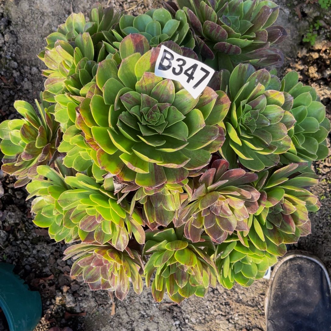 花月夜26-///25包邮