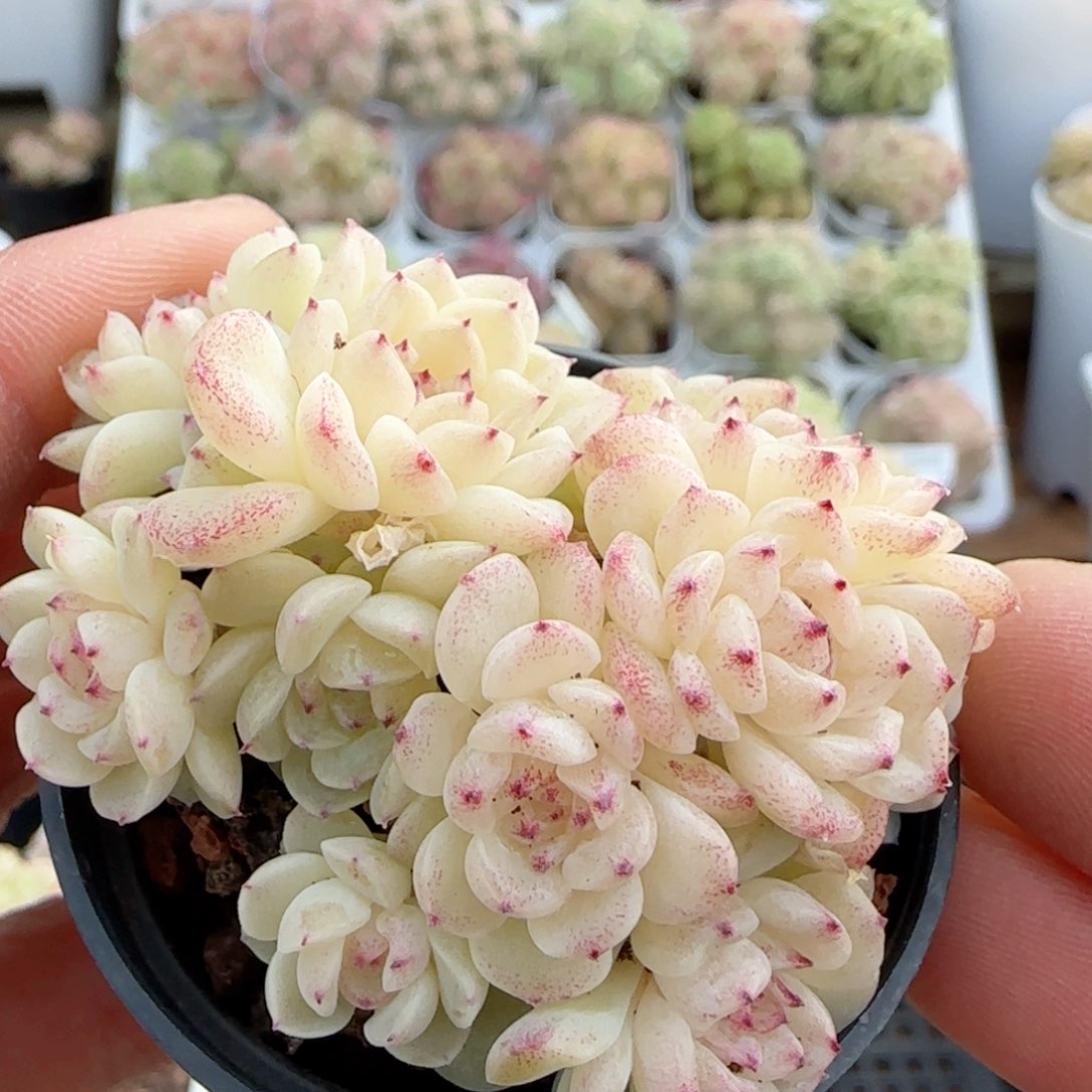 【闪购商品】0103-34小魔仙