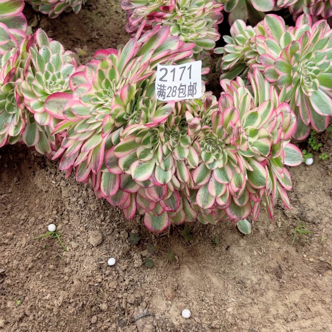 G. 2171倾城缀多肉1111