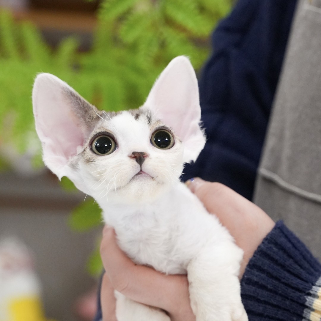 棕虎斑加白梵花弟弟 咪蒙 全款3800