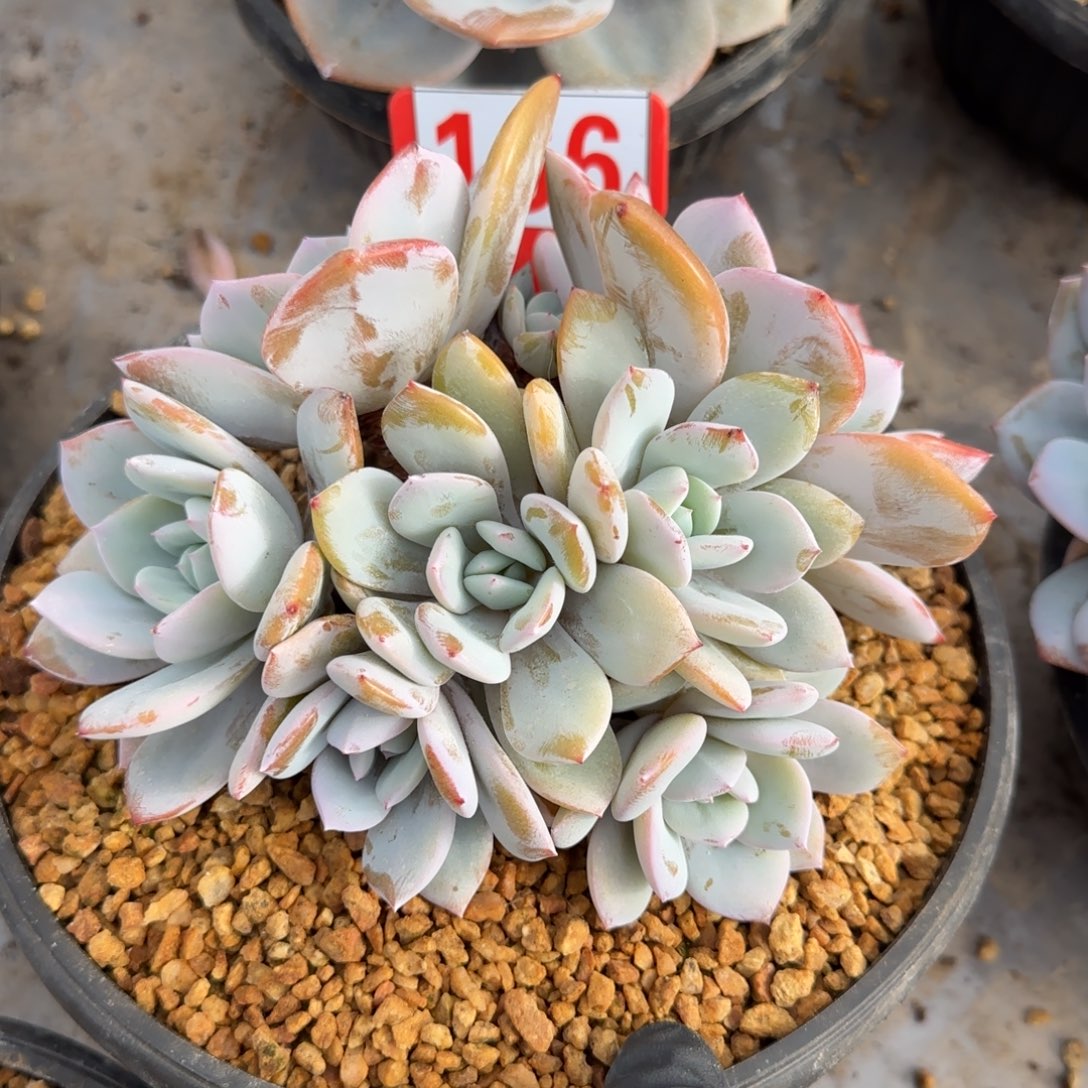 166。        奶茶七头肉