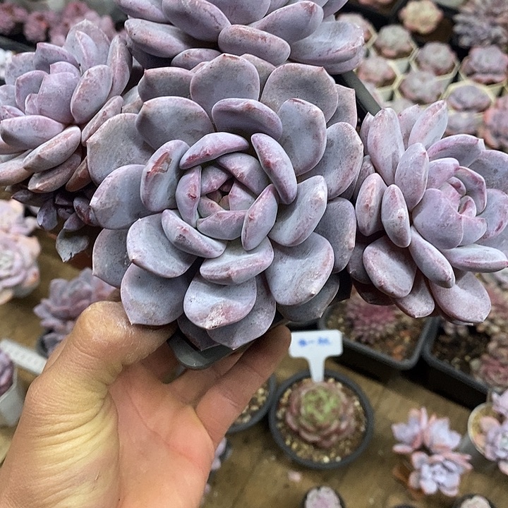 初****哈哈哈哈哈哈哈哈哈星影