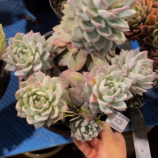 用****8粉蓝鸟14129多肉