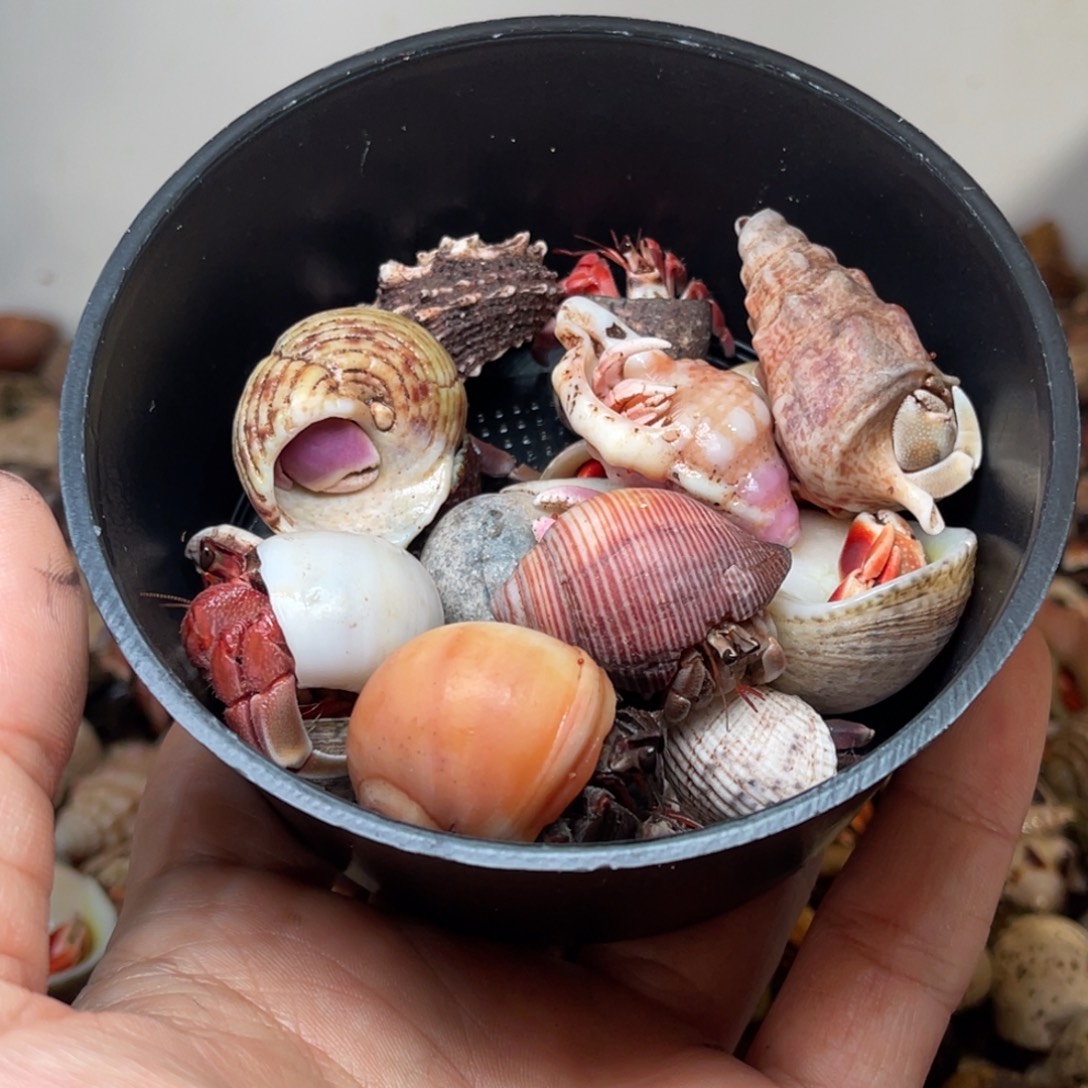 *****哈哈笑吐哈哈哈哈笑不出