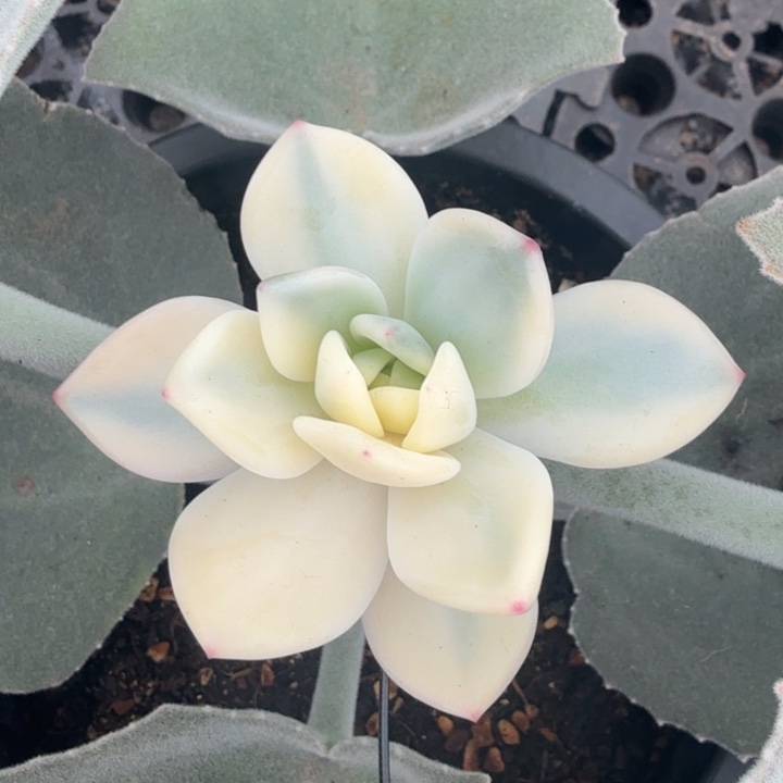 伊丽莎白锦 半锦腹轮锦