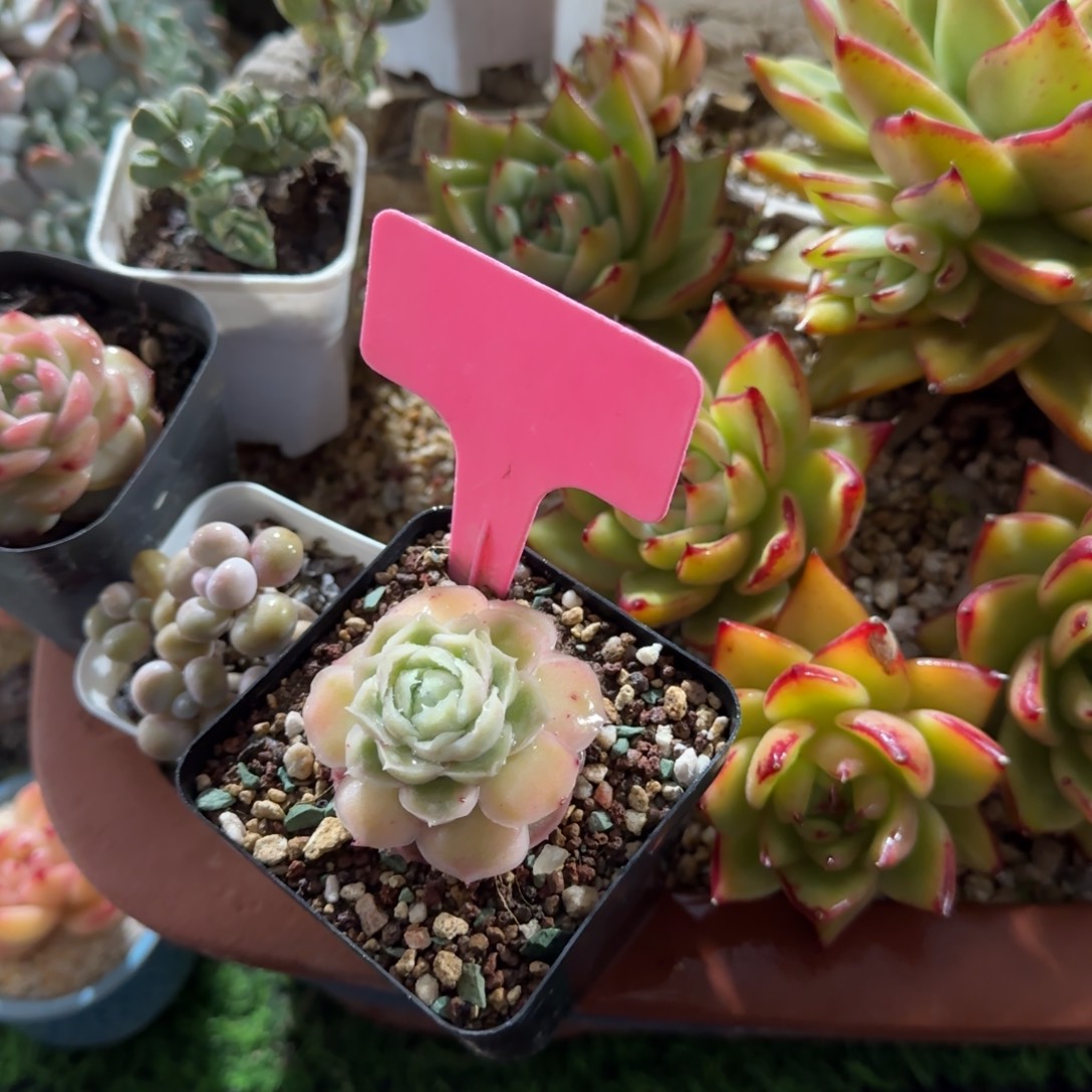 丸***～多肉植物虾饺单头