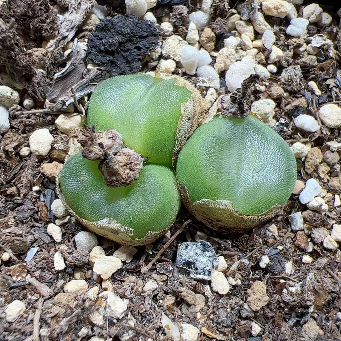 【闪购商品】328 水晶鞋