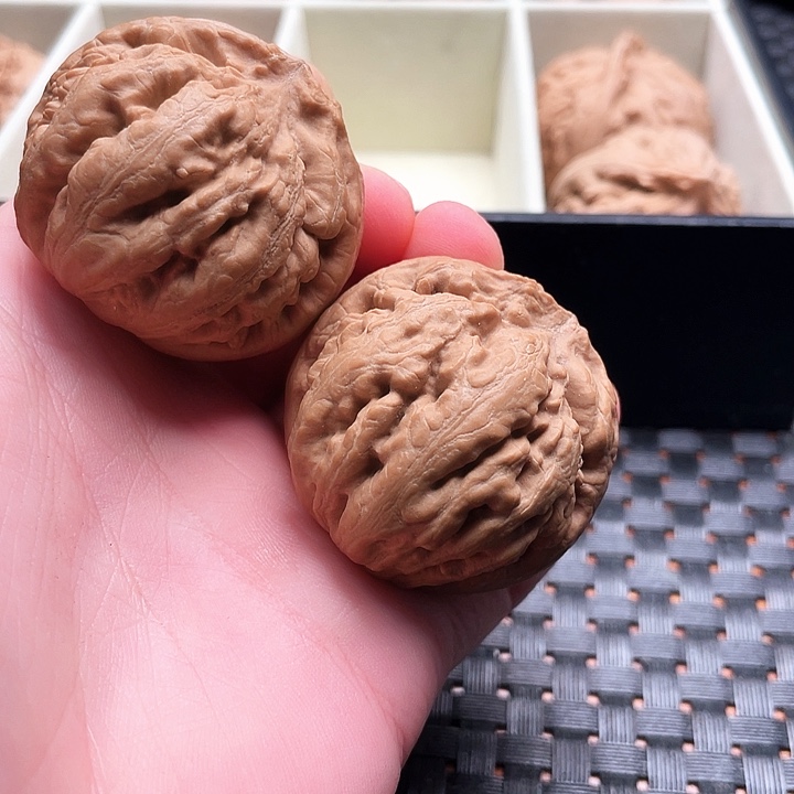 思***源霸王龙核桃尺寸42