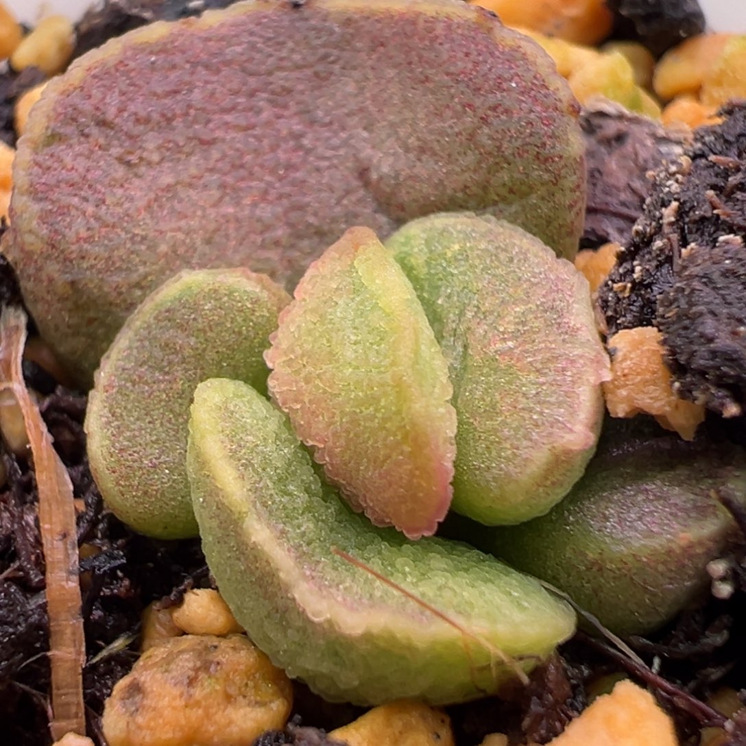 福利款蚌叶实生新品大苗多肉