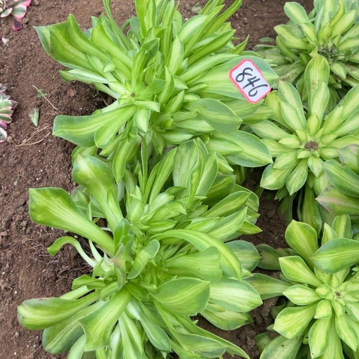 可***荐多肉植物846不售后