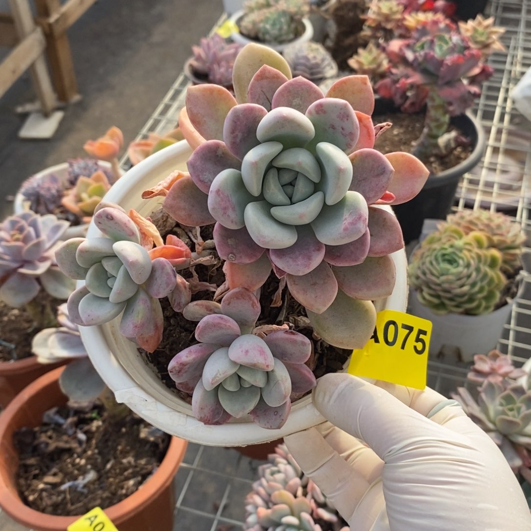 075花斑露一物一拍