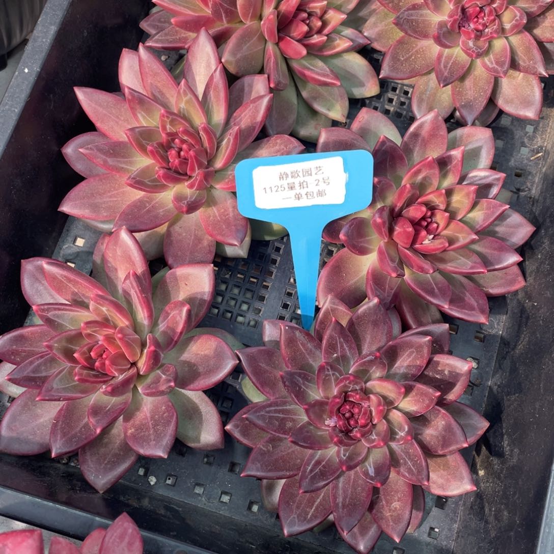 1125-2-正版韩版迷雾泡泡大单头一颗量拍