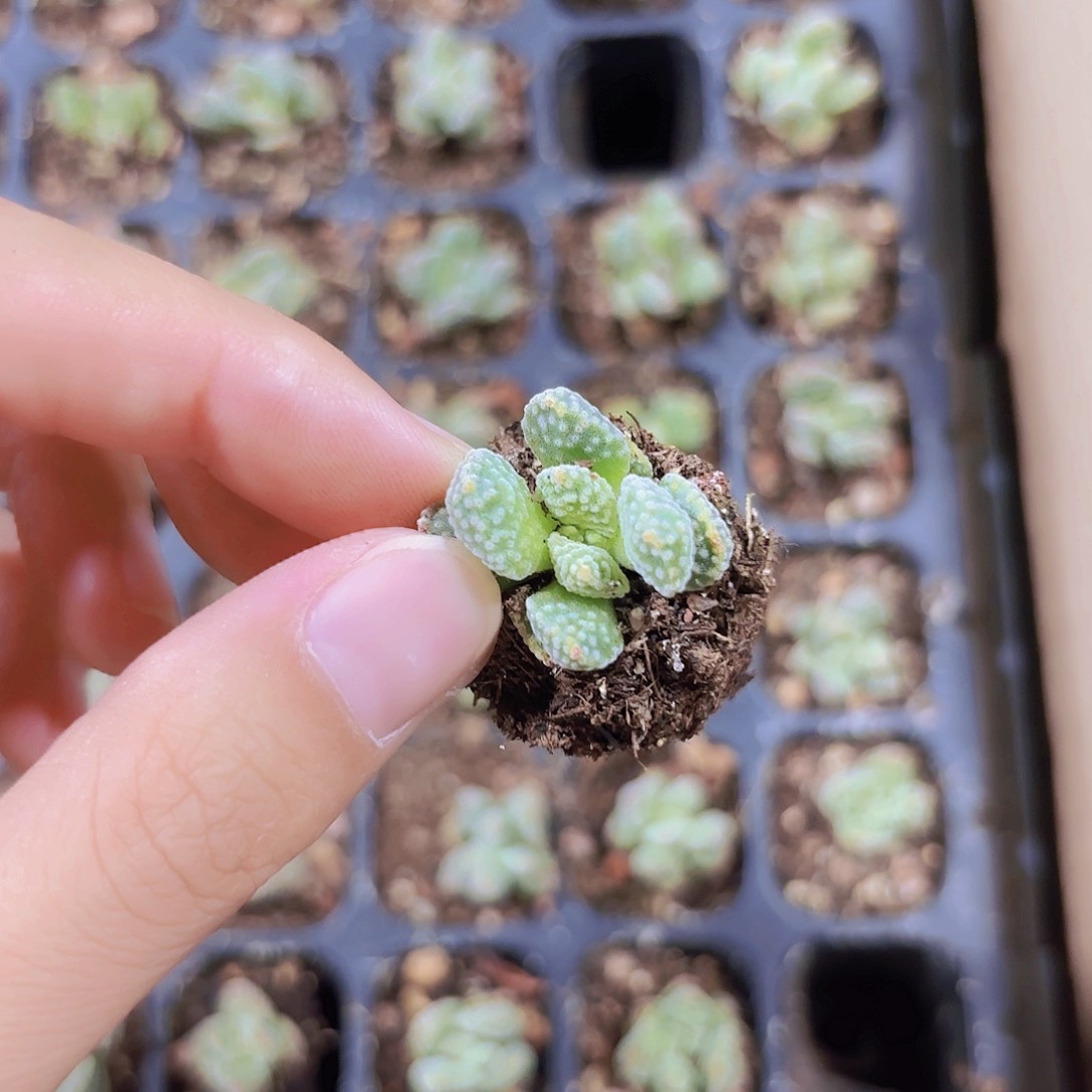 小穴苗火星兔子2米2颗