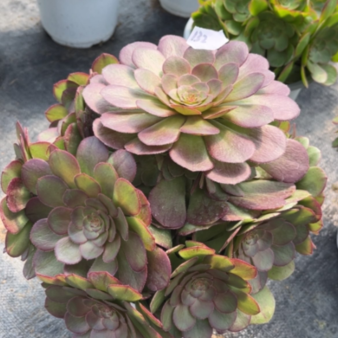 【闪购商品】132莎啦碗多肉法师