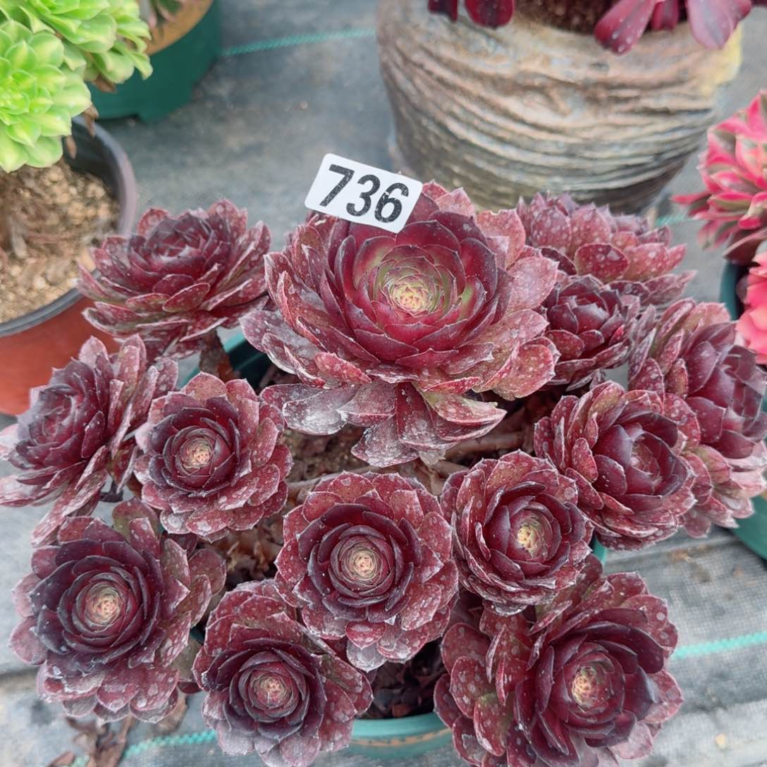 736黑寡妇多肉植物开播福利