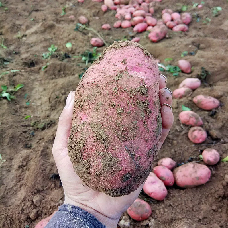 云南新鲜红皮黄心土豆