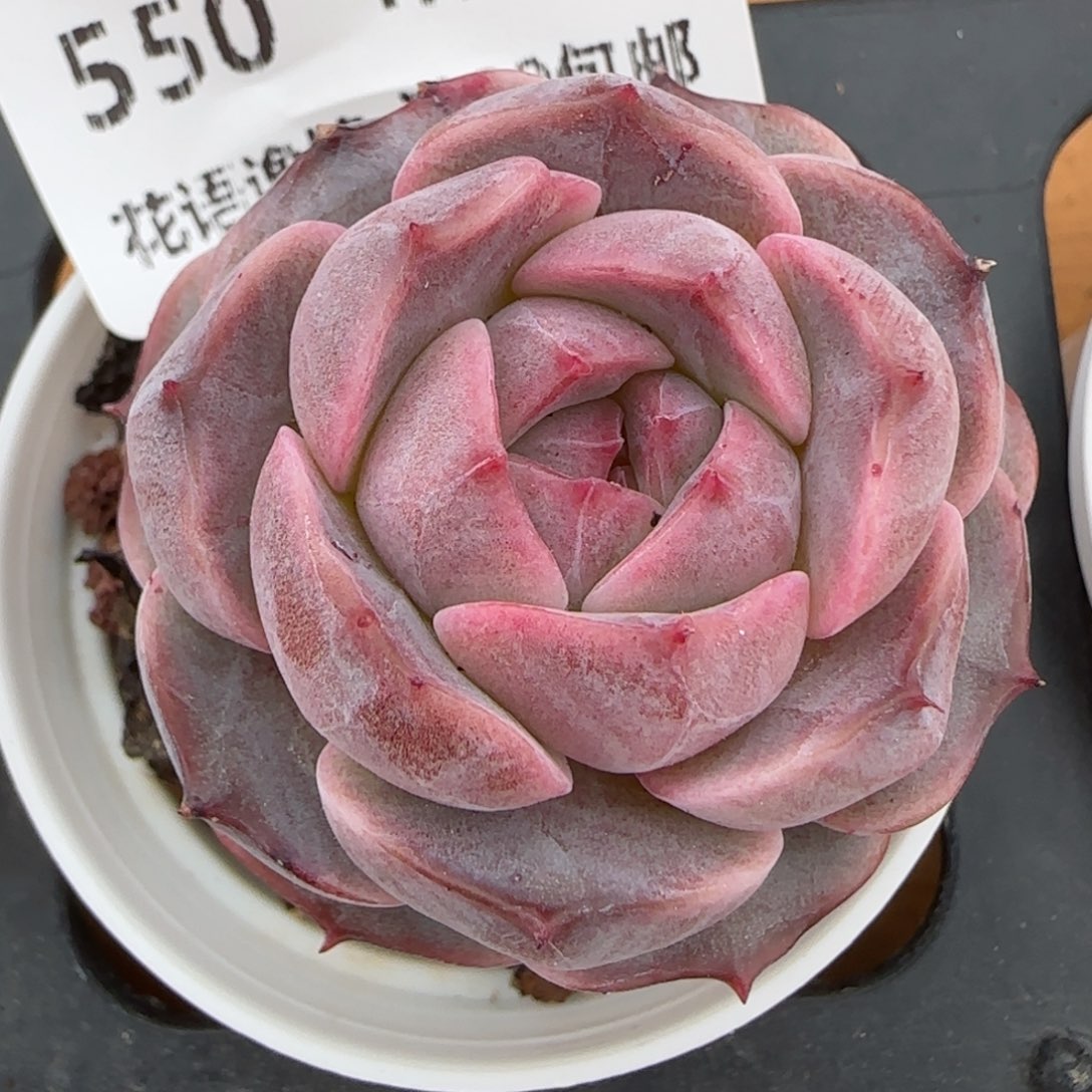 花语逸镜0129-550