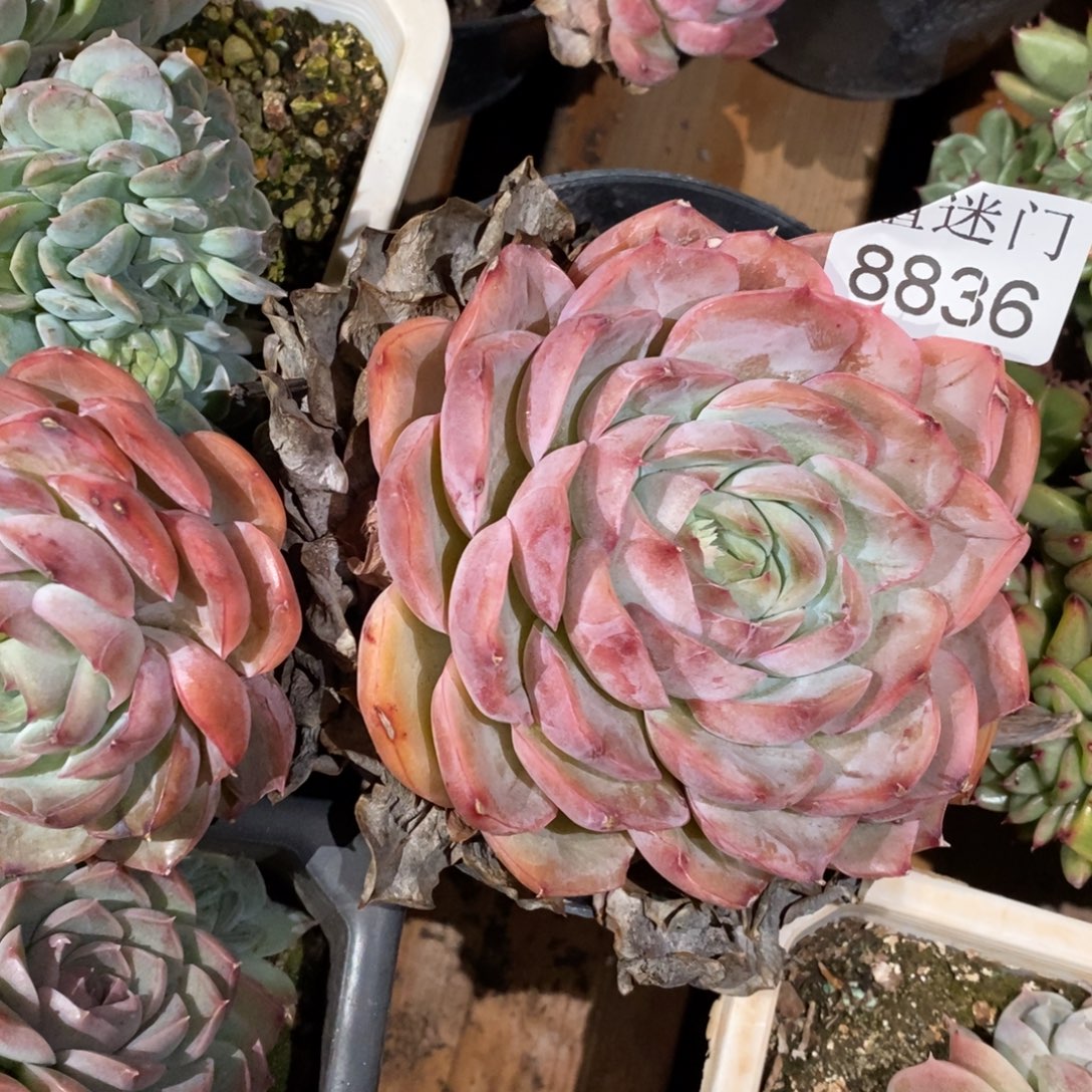 红***语杂交精品多肉8836~13厘米