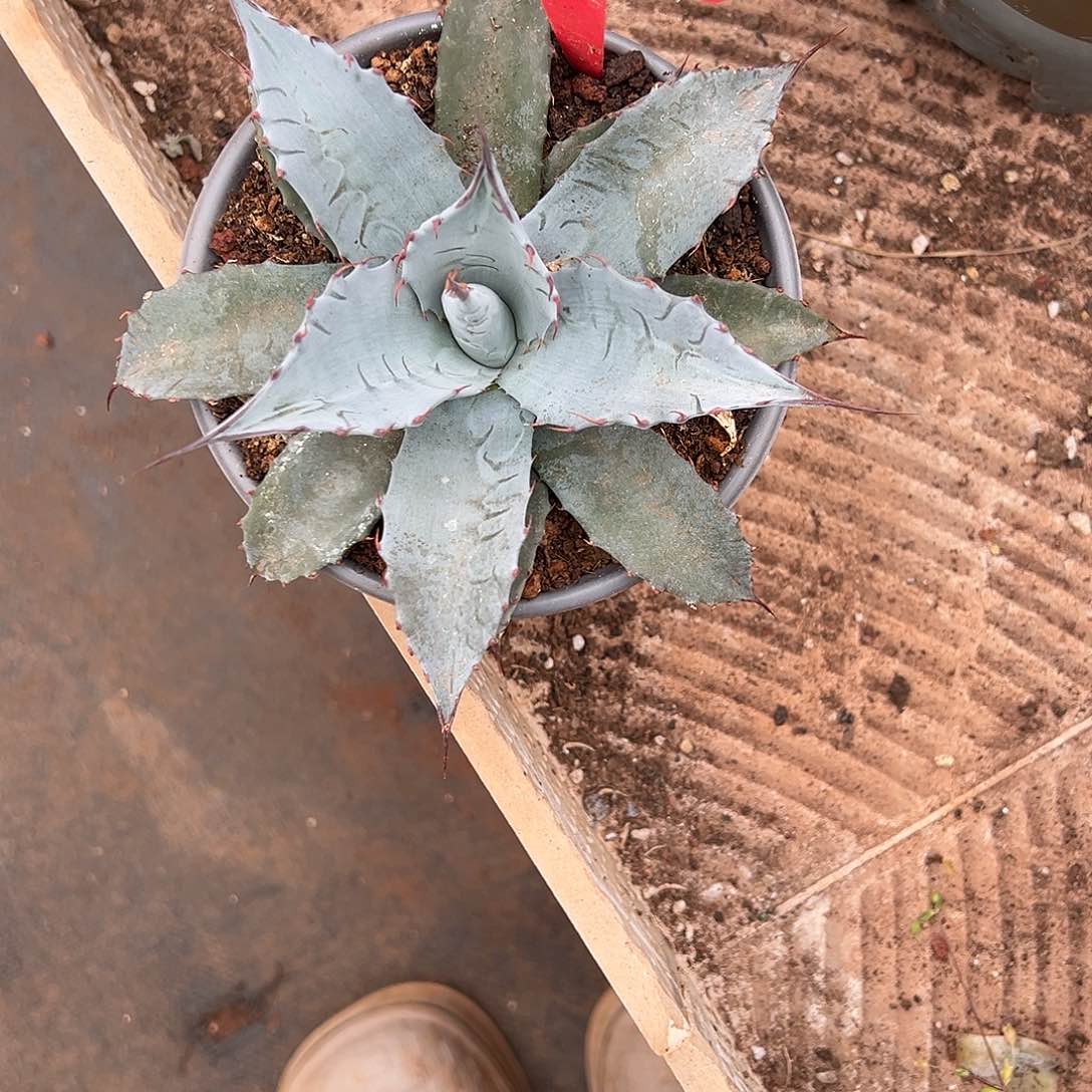 精品龙舌兰一物一拍