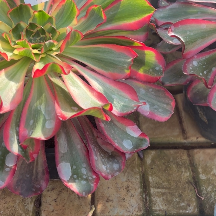 云南红魔女好看34号