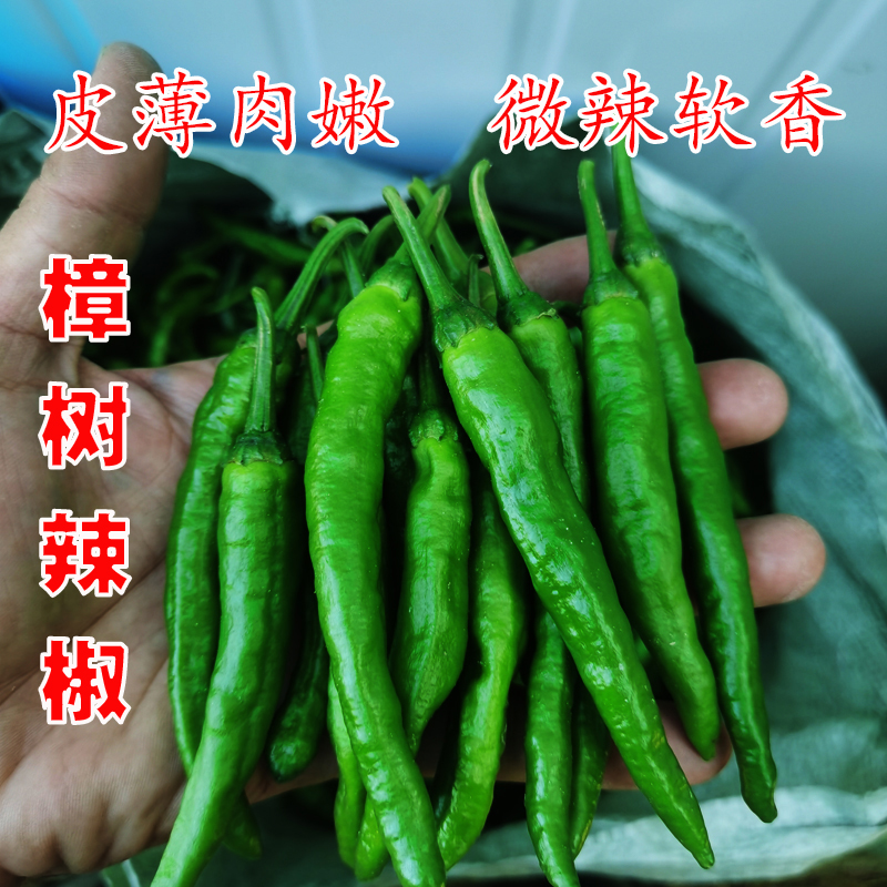 湖南樟树镇辣椒农家自种薄皮辣椒新鲜香辣美味可口新鲜包邮