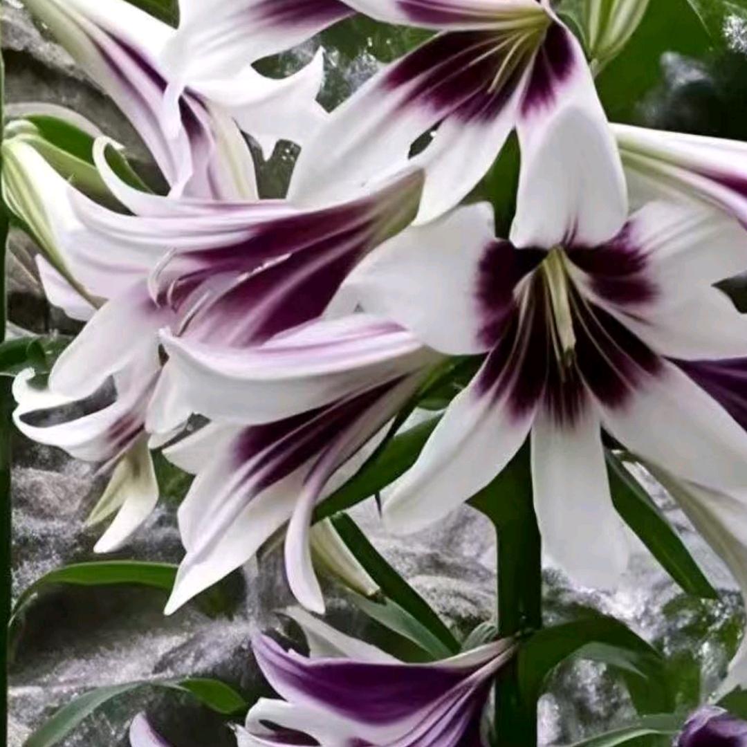 带芽香水百合种球重瓣大花四季开花浓香型耐寒庭院阳台绿植