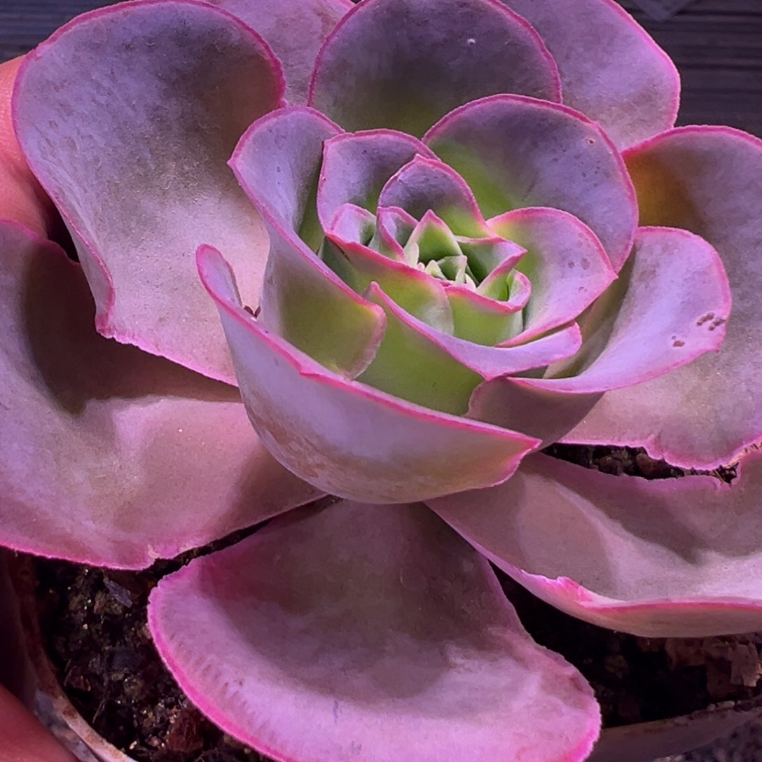 陈陈918不知名捡漏福利