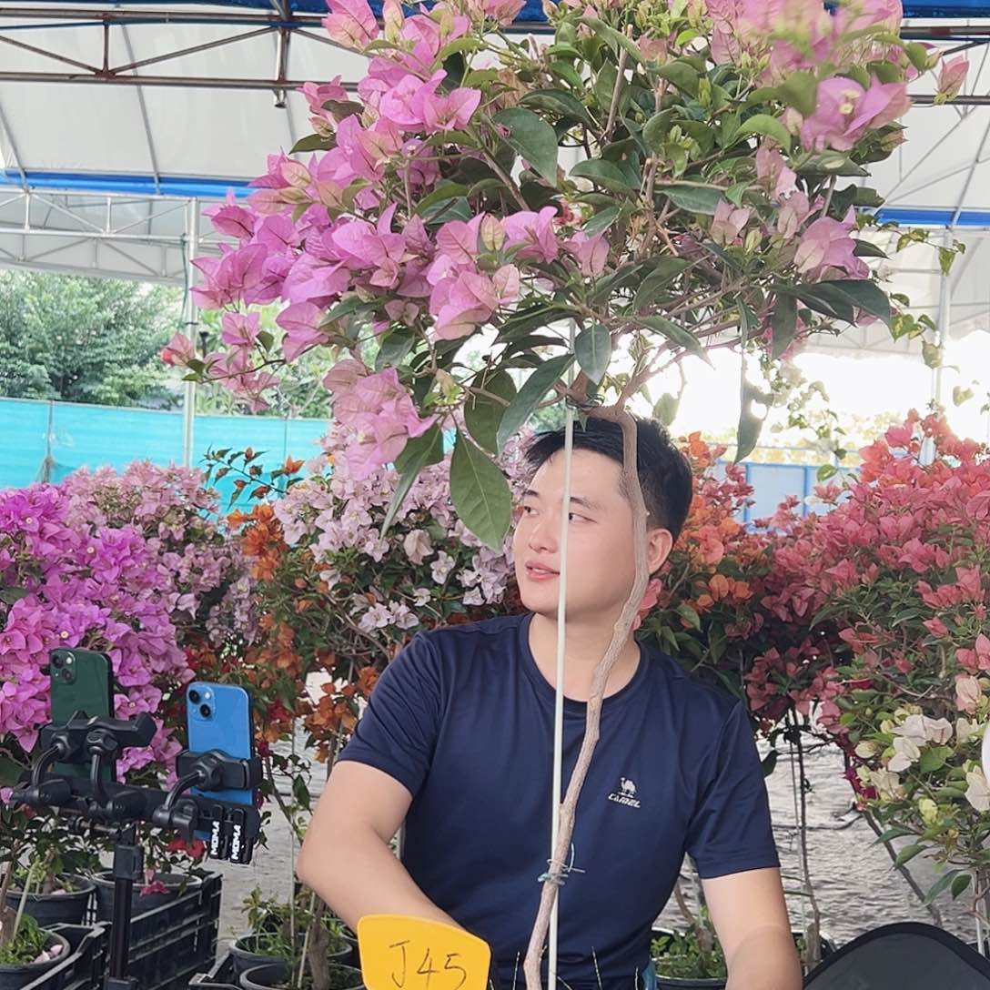 D***n大部分花苞少量开放J45赛佛理