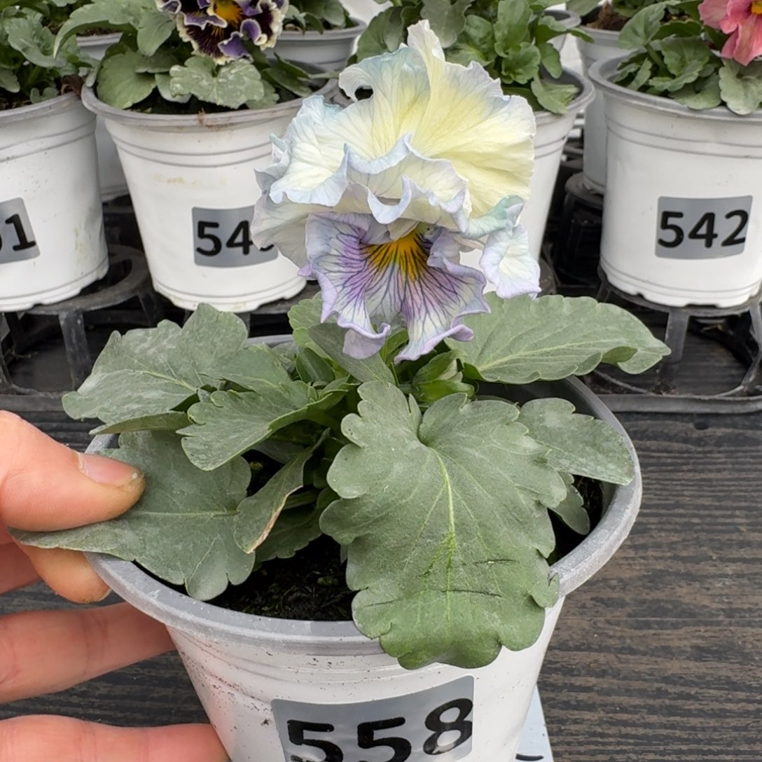 全部花朵558号木村