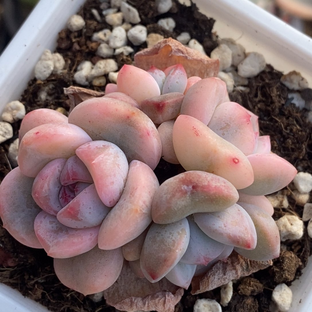 873梦露锦底座大锦边