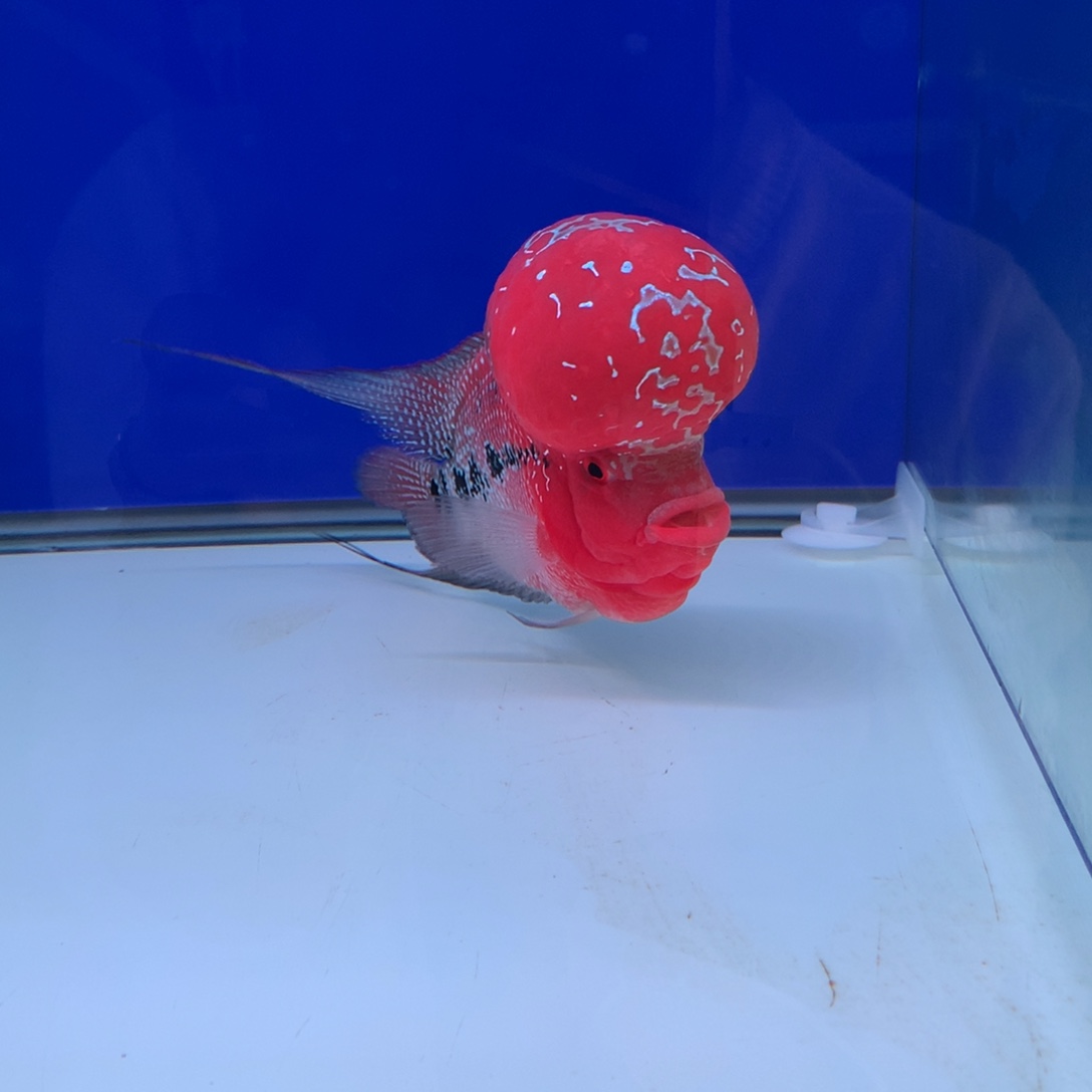 钟****海水鱼直播间罗汉鱼237