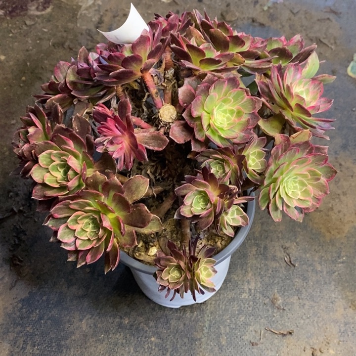 万花筒多肉断头不包2112