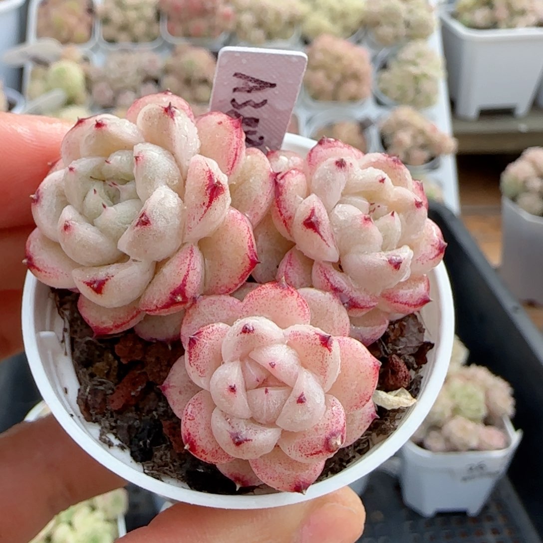 【闪购商品】0214-29（a388-24）