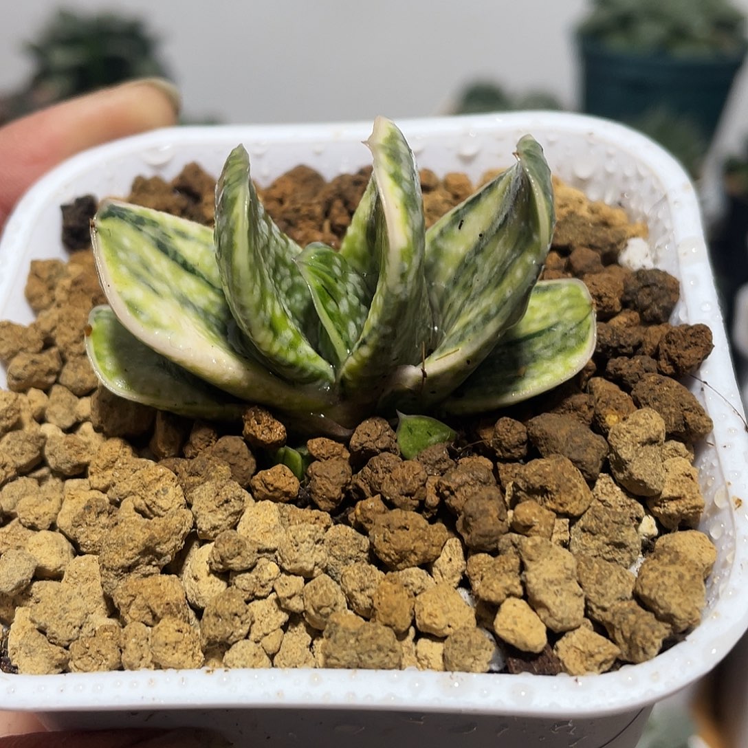 万象盆卧牛锦多肉