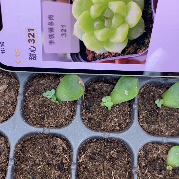甜心321芽苗一个多肉