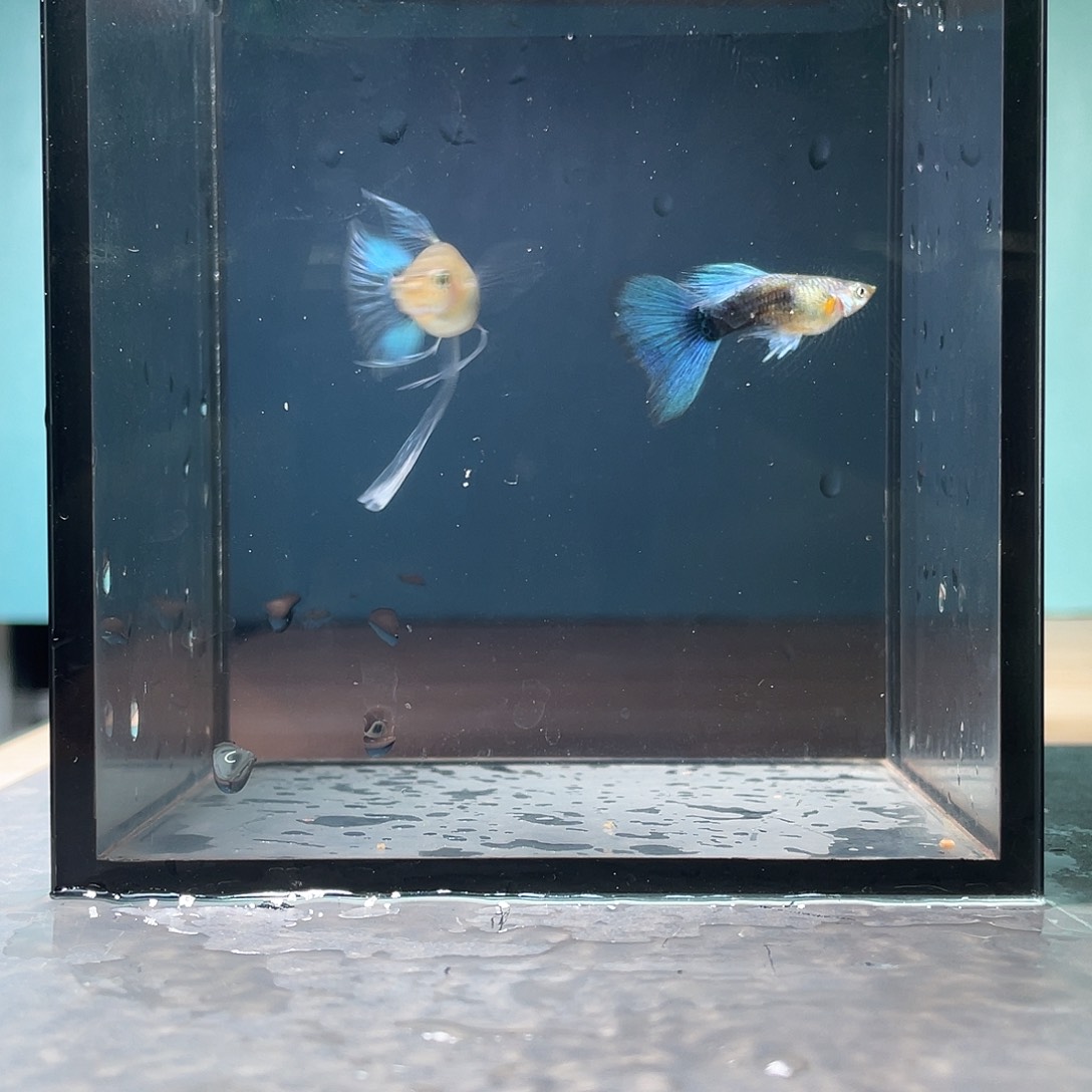 孔雀鱼蓝礼服大C一对