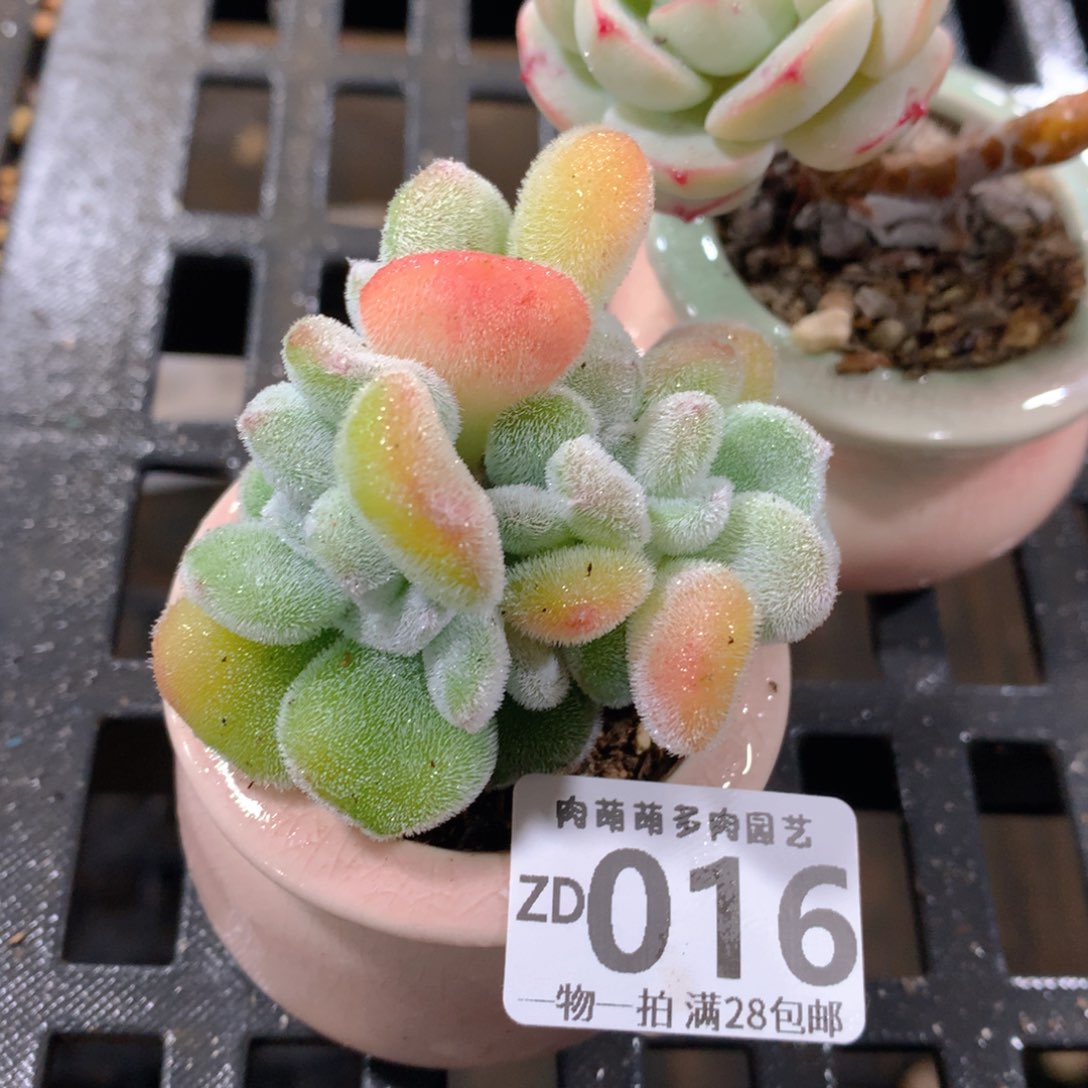 肉萌萌拇指盆精控多肉ZD016