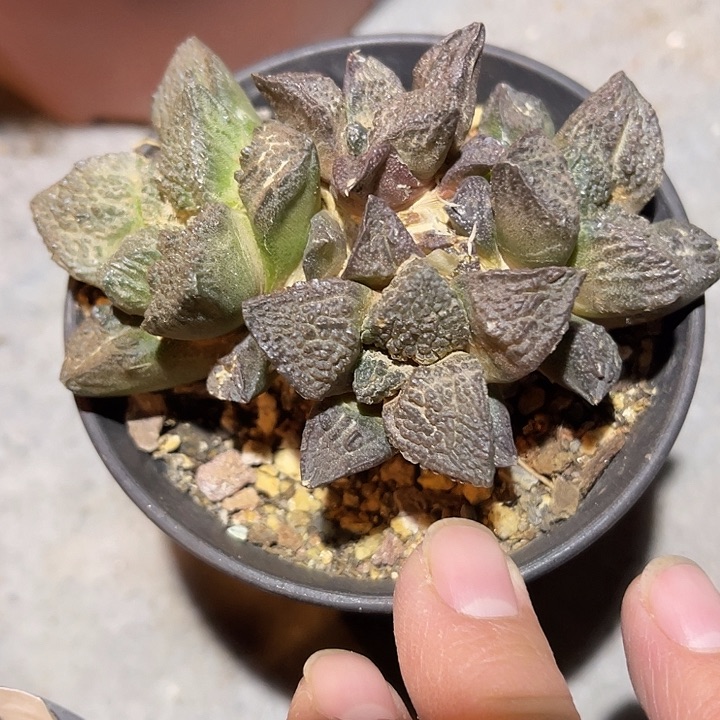 满38包邮2天凑单，脱土晾根发货多肉植物