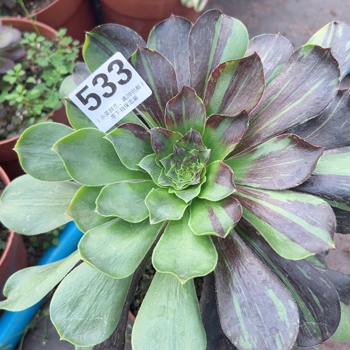 533多肉植物金豆