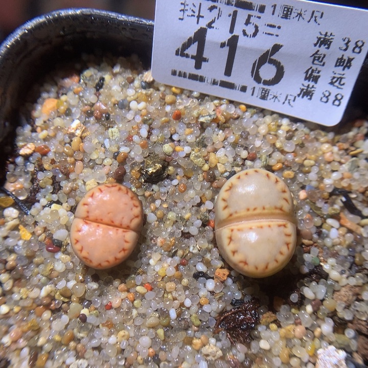 精品生石花215.416