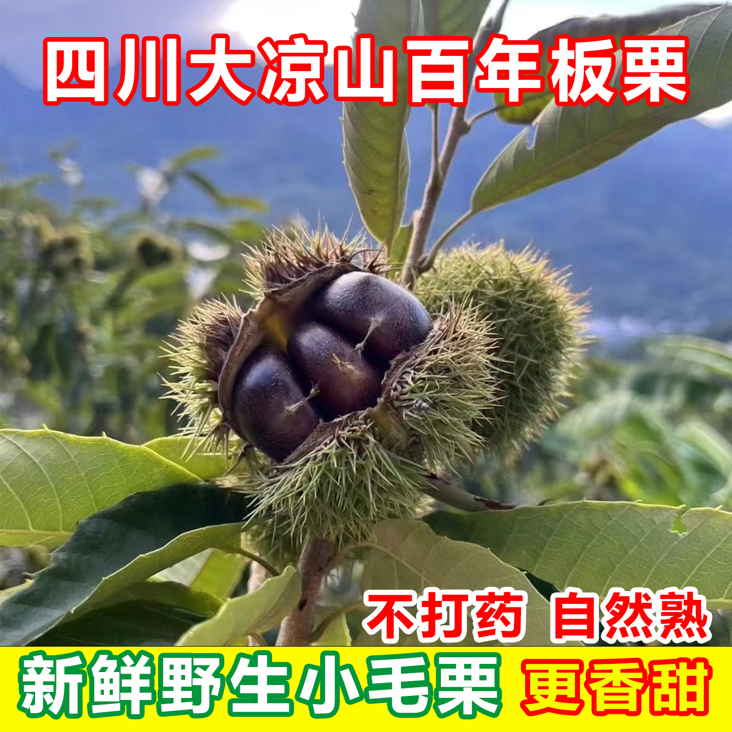 大凉山百年老树新鲜小板栗老品种不打药粉糯香甜高山野生板栗
