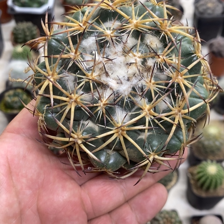 实生大号天丝象牙